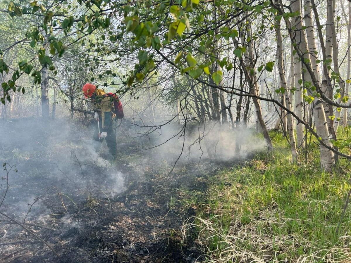 Лесной пожар ликвидирован в Мильковском лесничестве на Камчатке